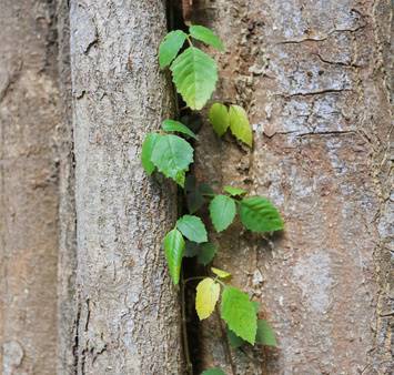 Tree Shoots