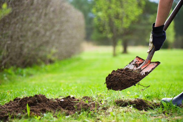 Tree Transplanting Near Me
