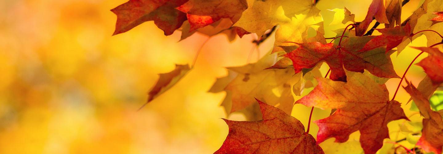 Fall Banner