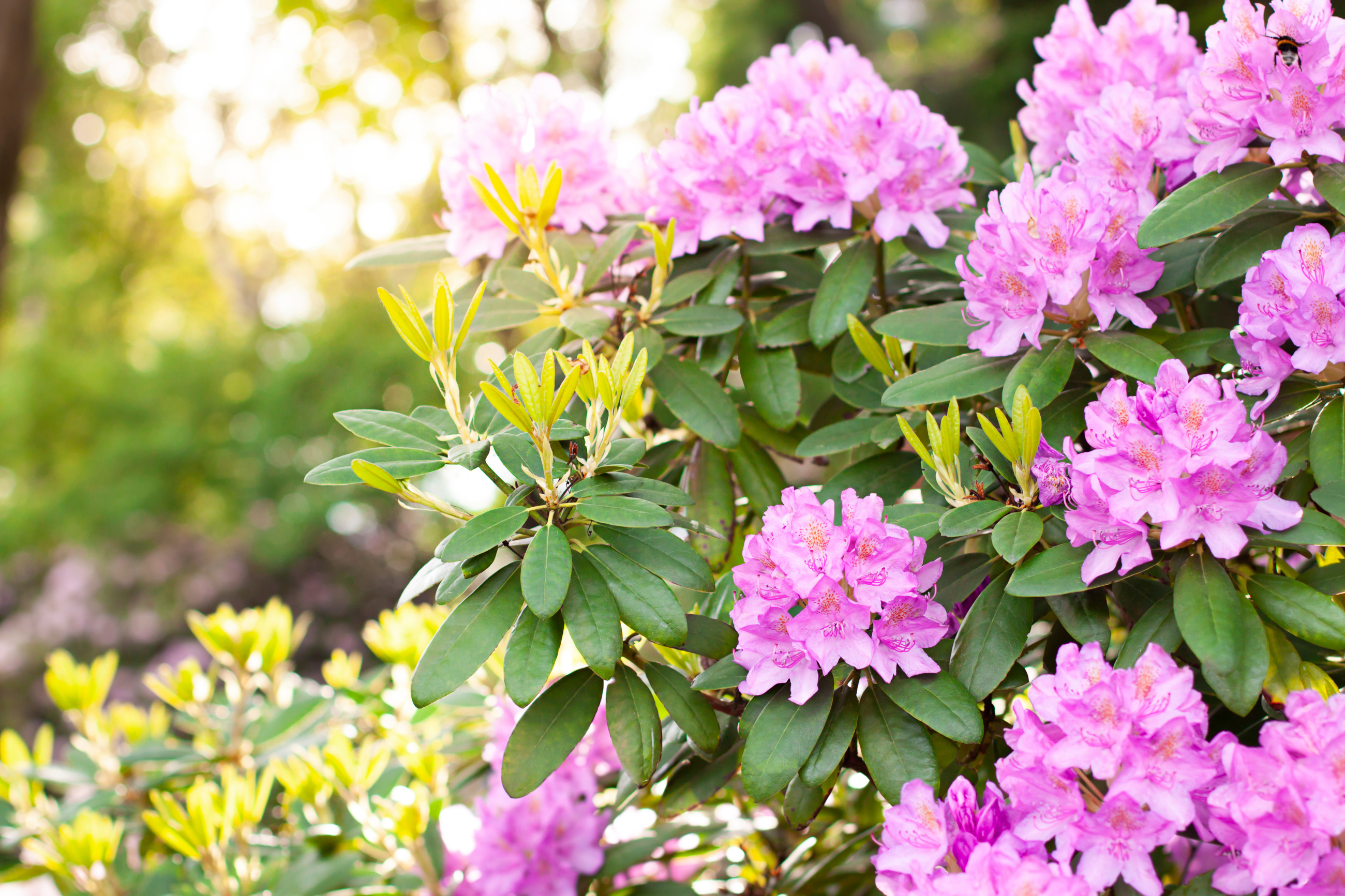 Rhododendron
