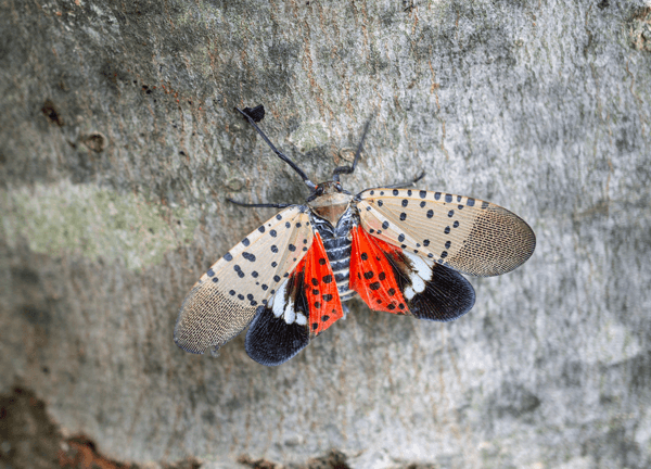 How To Get Rid Of Lanternflies