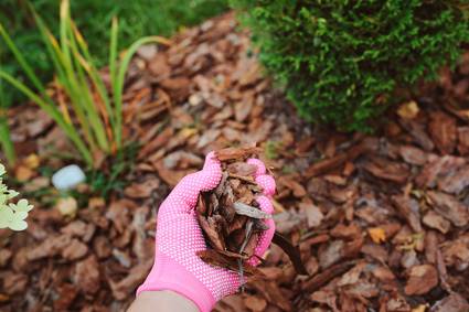 When To Mulch Fall Winter Spring Davey Tree