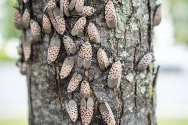 Spotted Lanternfly Damage