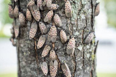 Spotted Lanternfly Damage