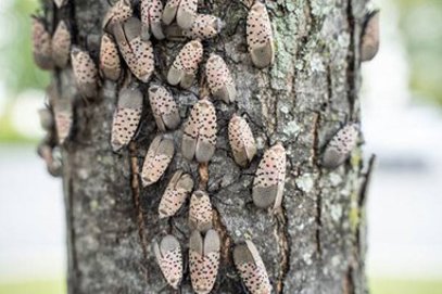 Spotted Lanternfly Damage