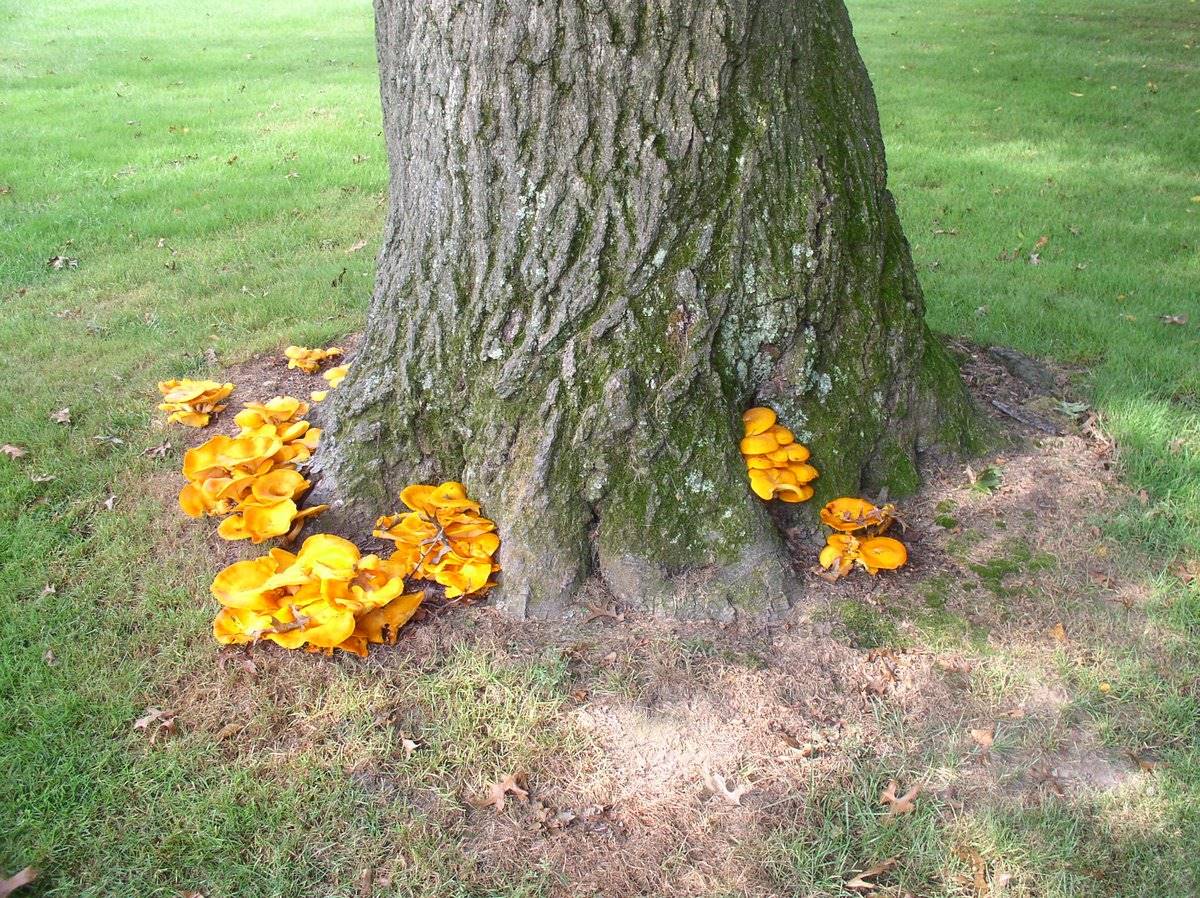 Mushroom Id New Jersey Ed Zimmerman 004