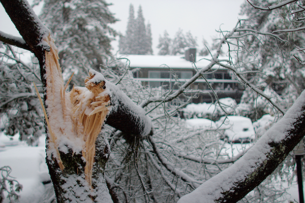 Look Out For Winter Tree Damage