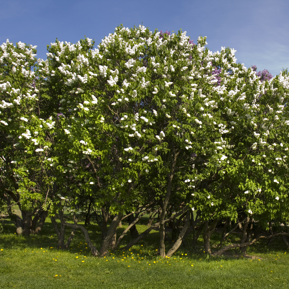Japanese Lilac Tree
