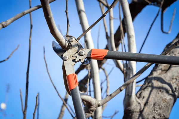 Winter Tree Care