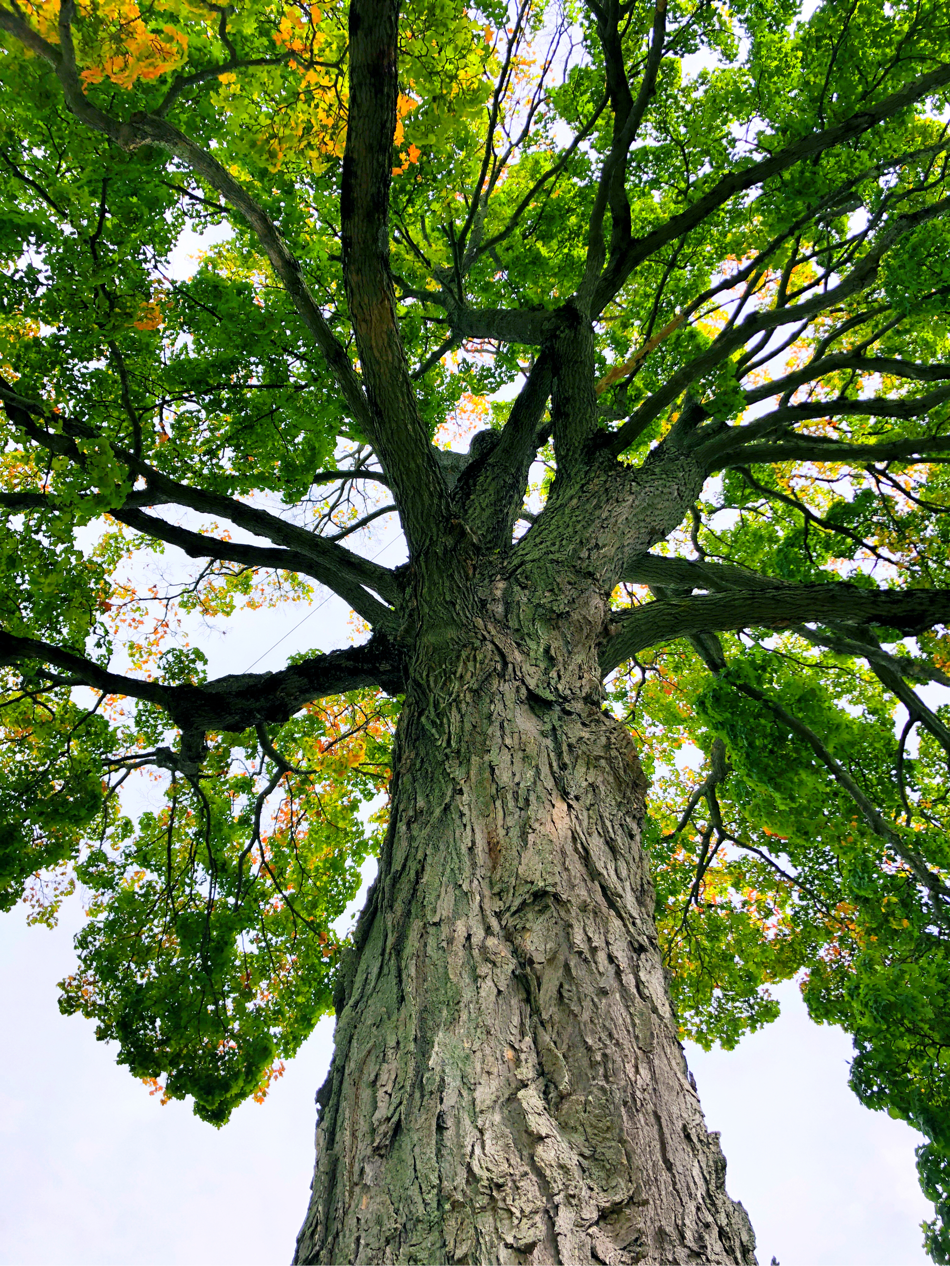 Sugar Maple