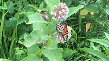 Monarch Caterpillar