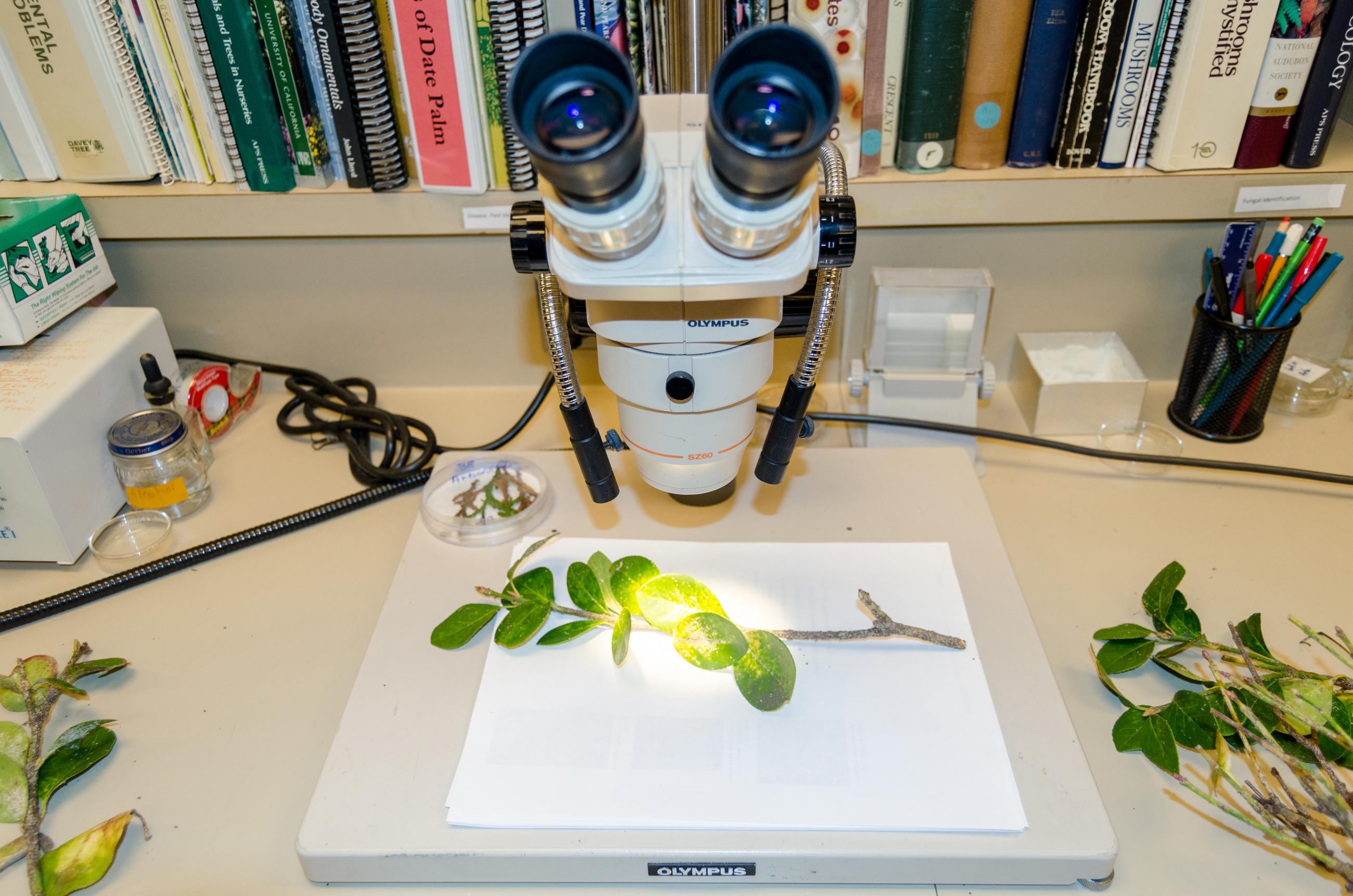 Davey Institute Lab Research