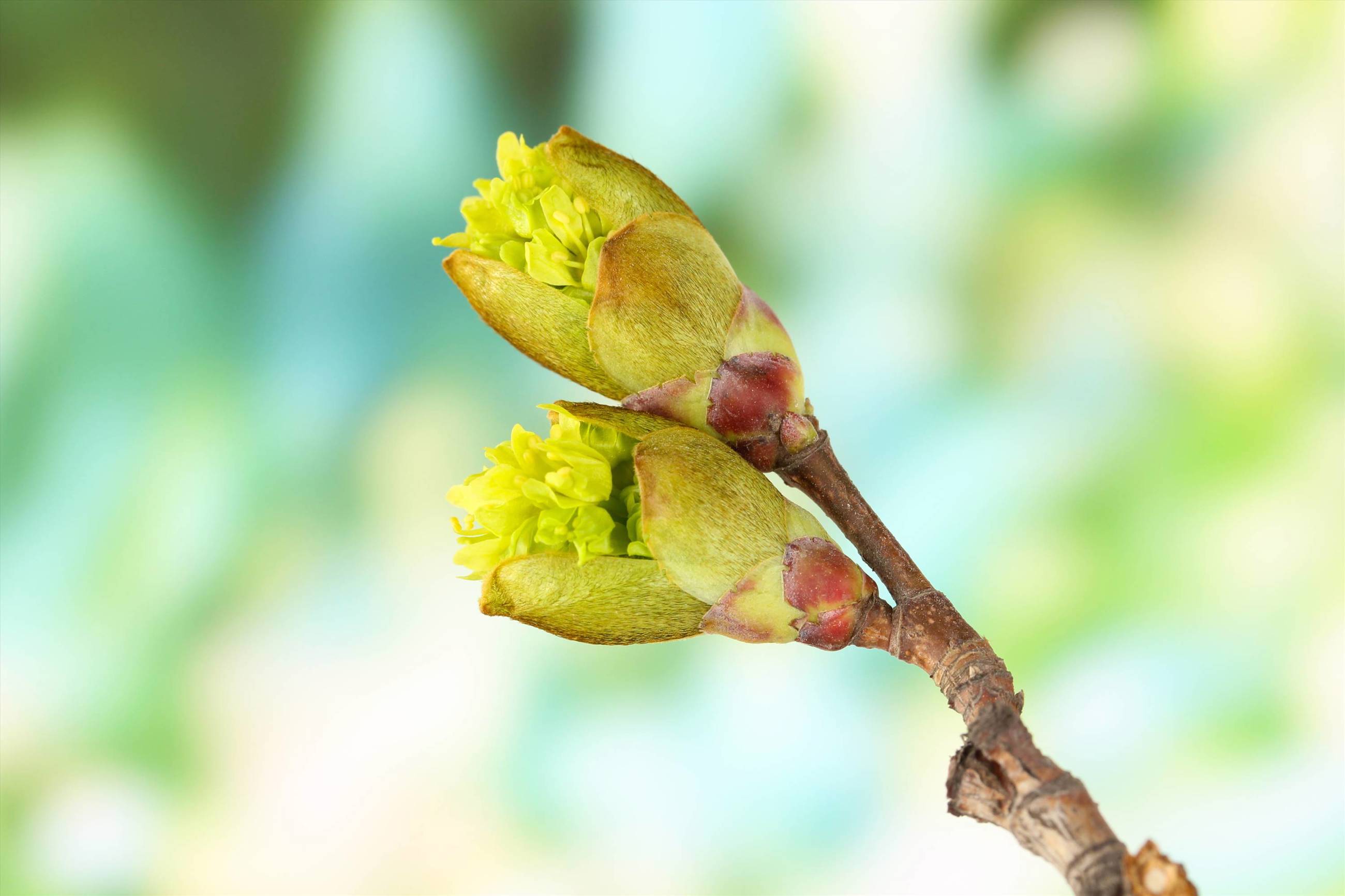 Ask The Arborist 1