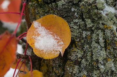 Snow On Leaf