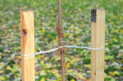 Tree Stakes