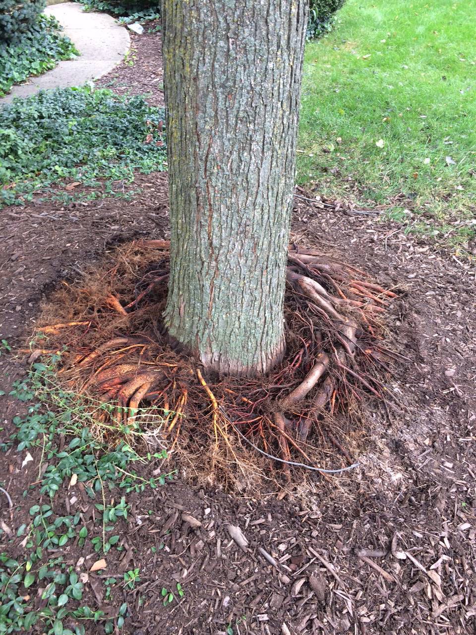 Root Crown Excavatoin 2
