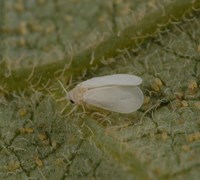 White Flies