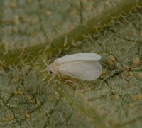 White Flies