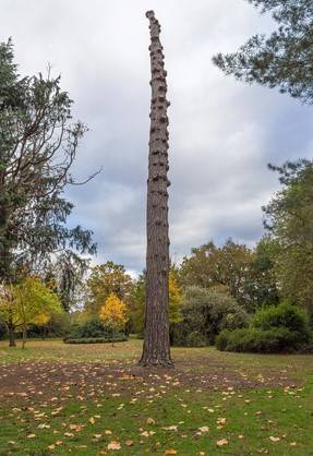 Tree With No Branches Over Pruned Tree