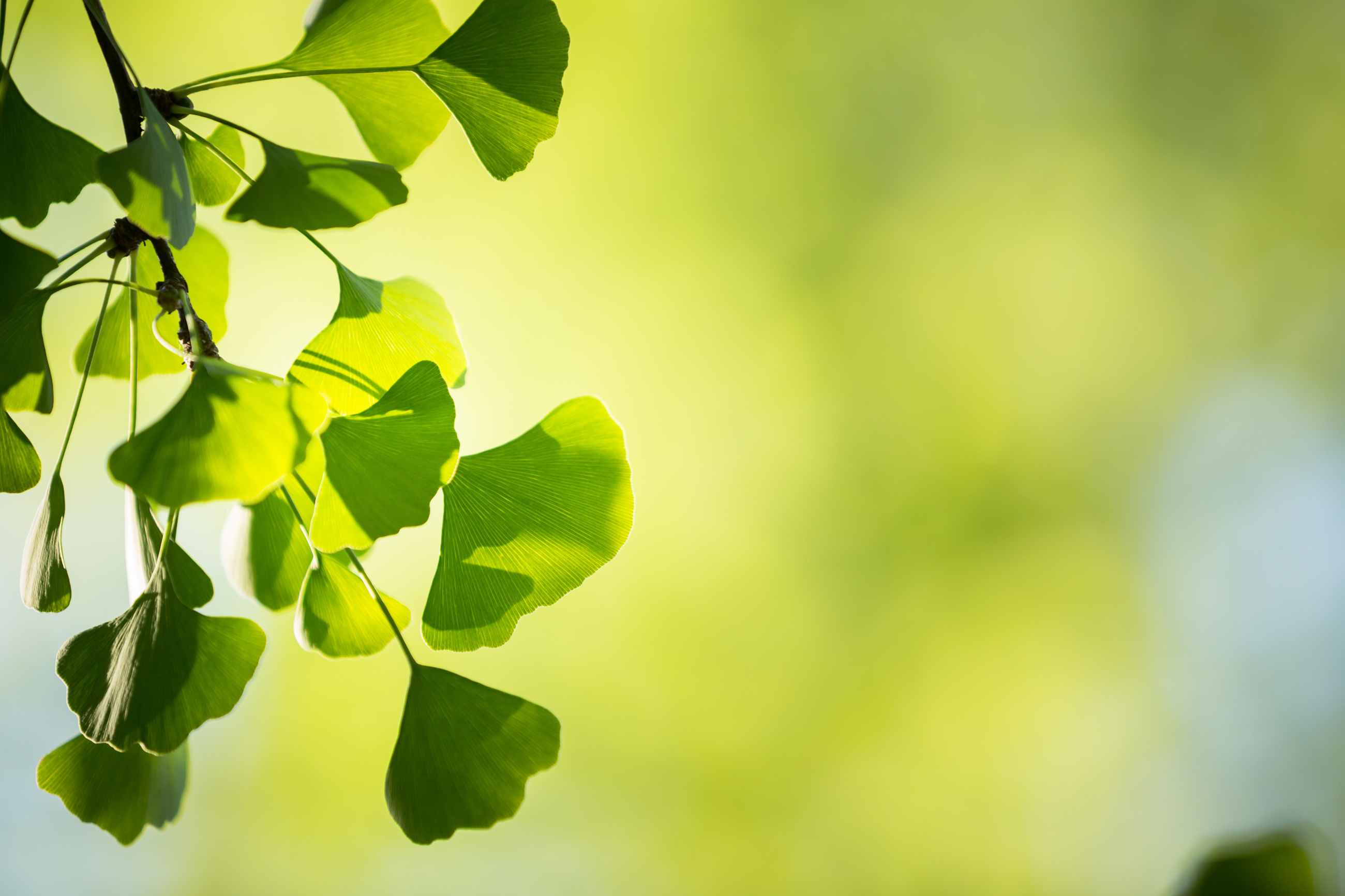Ginkgo Leaves