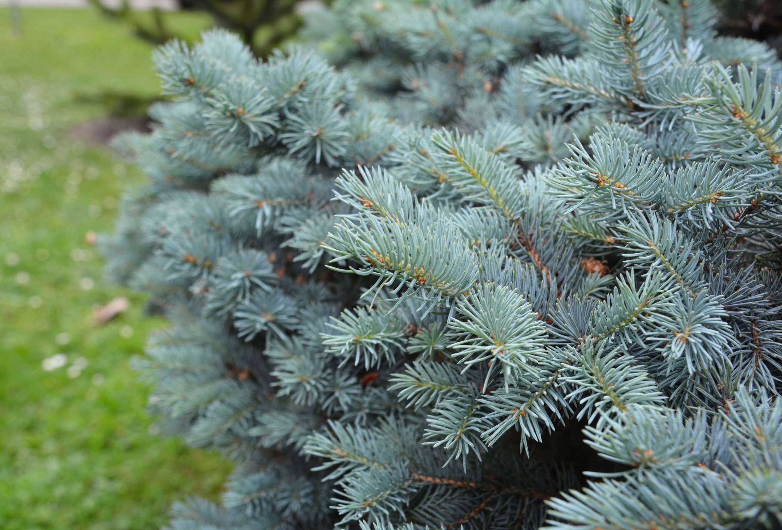 What Is A Blue Spruce Tree