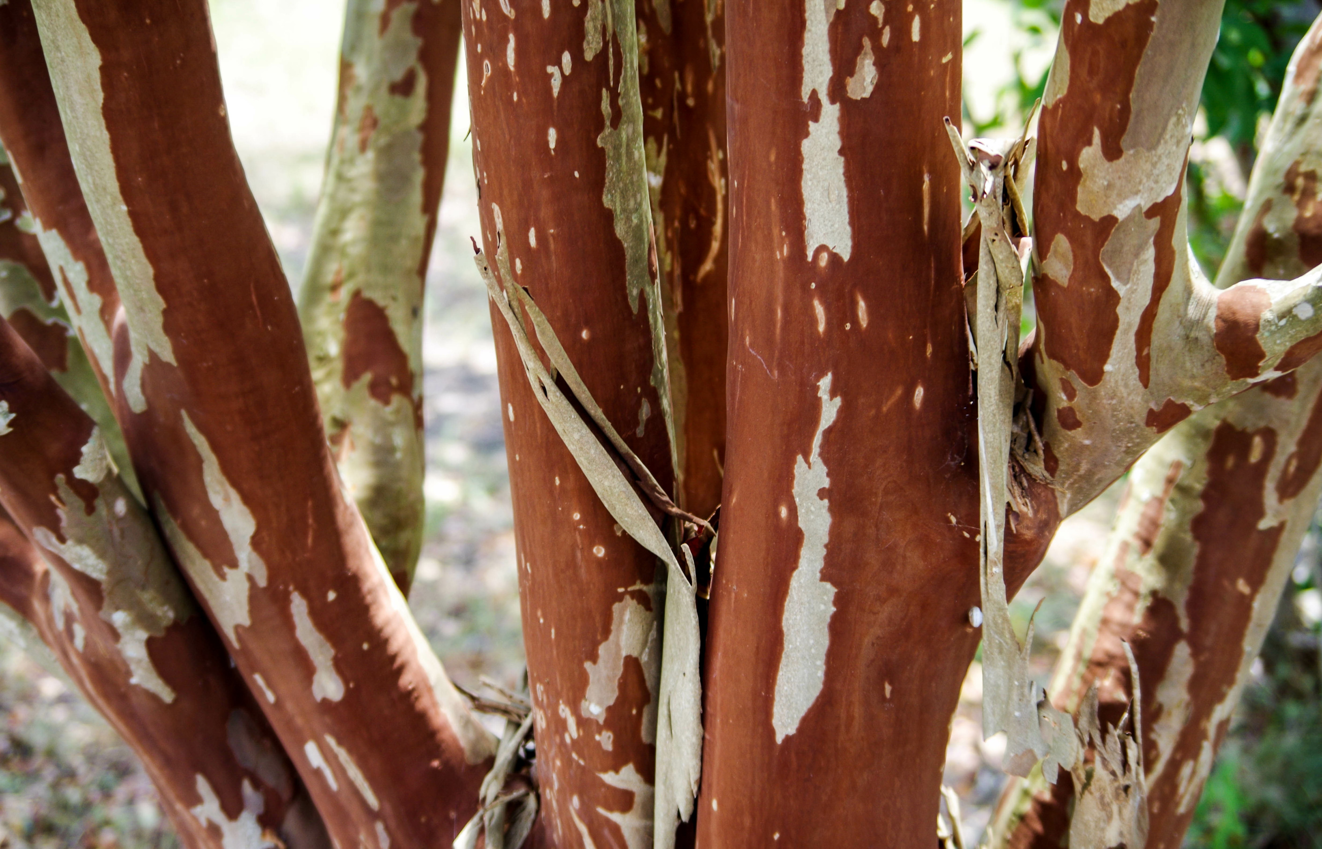 Crape Myrtle