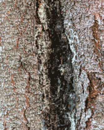 Frost Cracks In Trees
