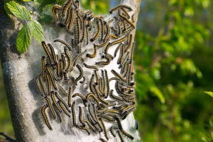 Davey Tree Tent Caterpillars Oak Tree