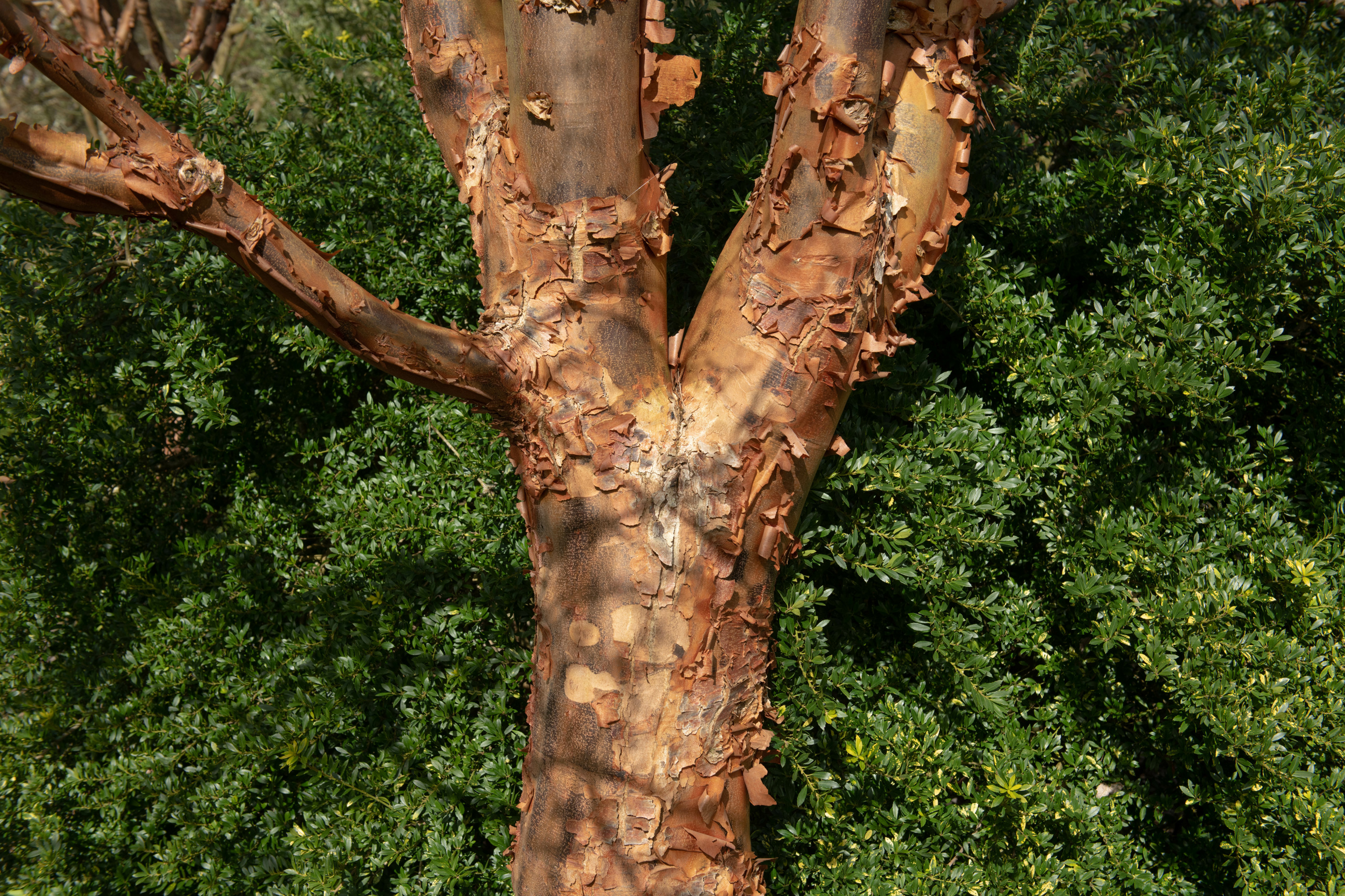 Paperbark Maple