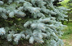 Colorado Blue Spruce