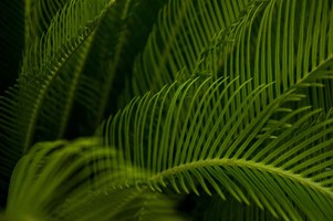 Pinnate Palm