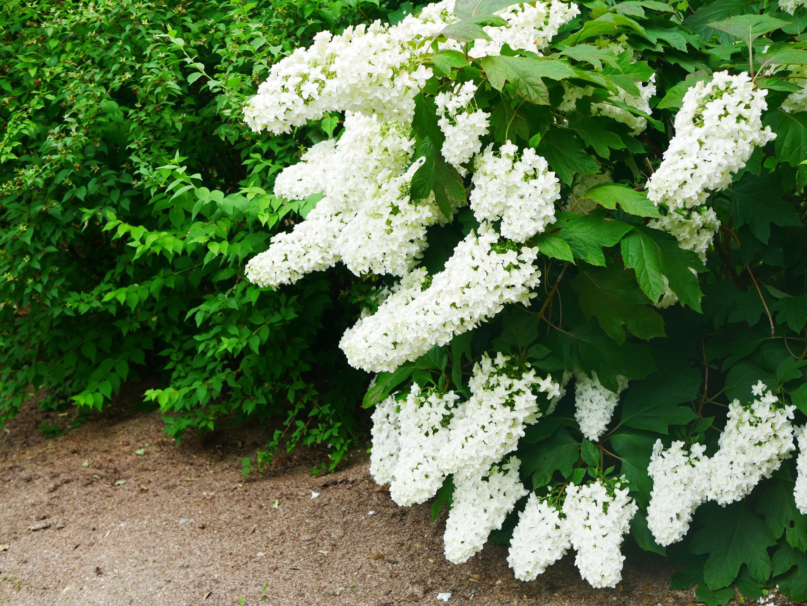 Oak Leaf Hydrangea