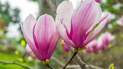 Jane Magnolia Tree