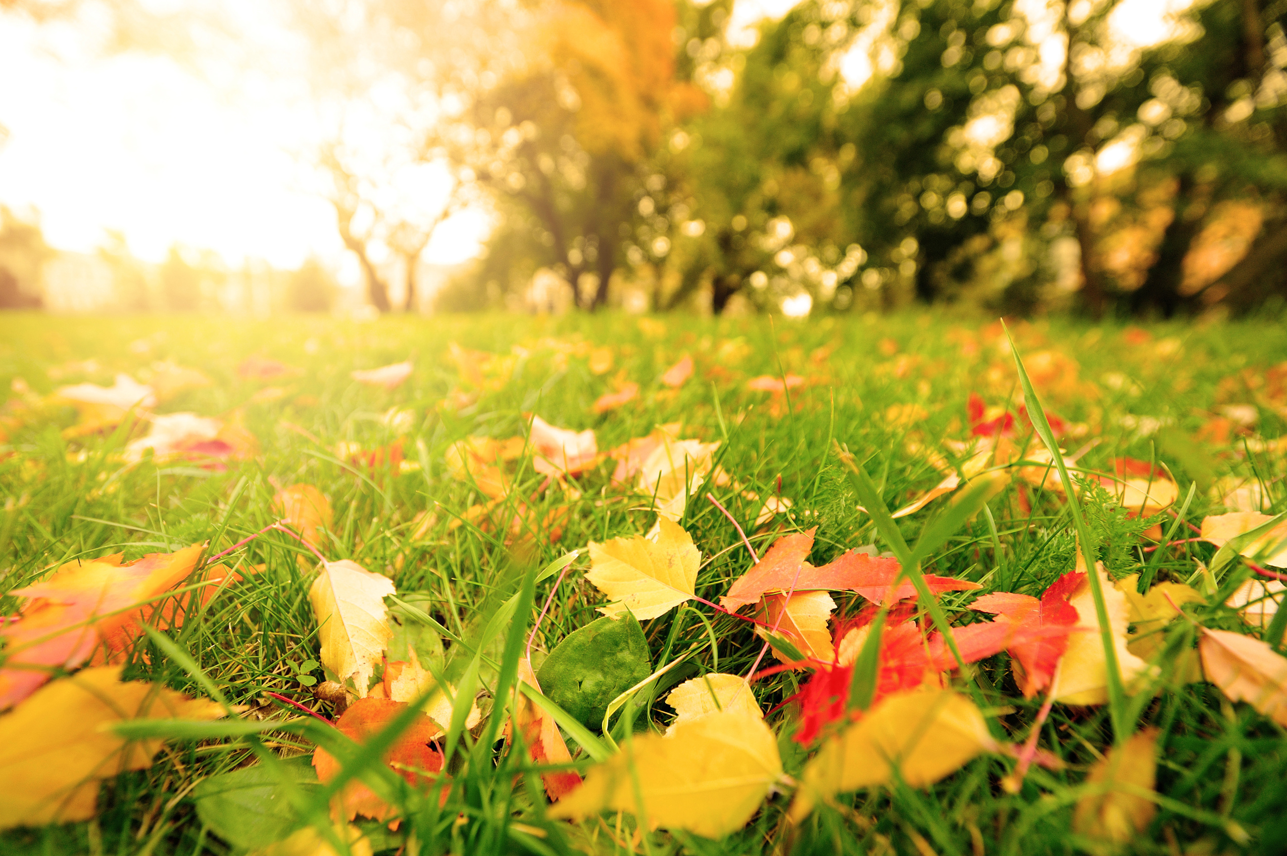 Fall Leaves In Grass