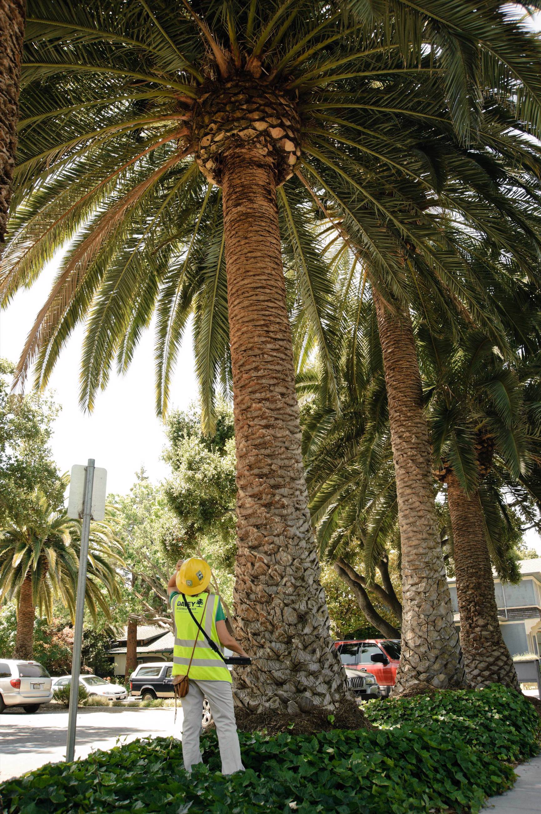 The Best Time To Prune Palm Trees