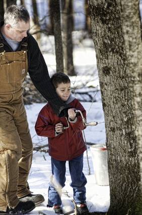 Does Tapping Damage Maple Trees Davey Tree