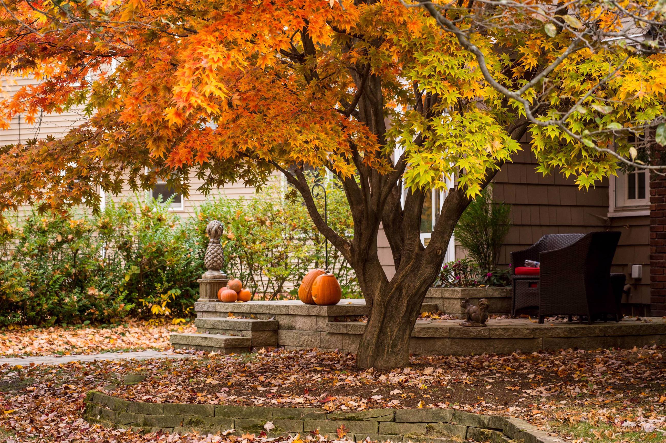 What Month Do Trees Change Color And Fall Davey Tree
