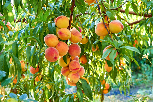 Peach Tree Leaf Disease