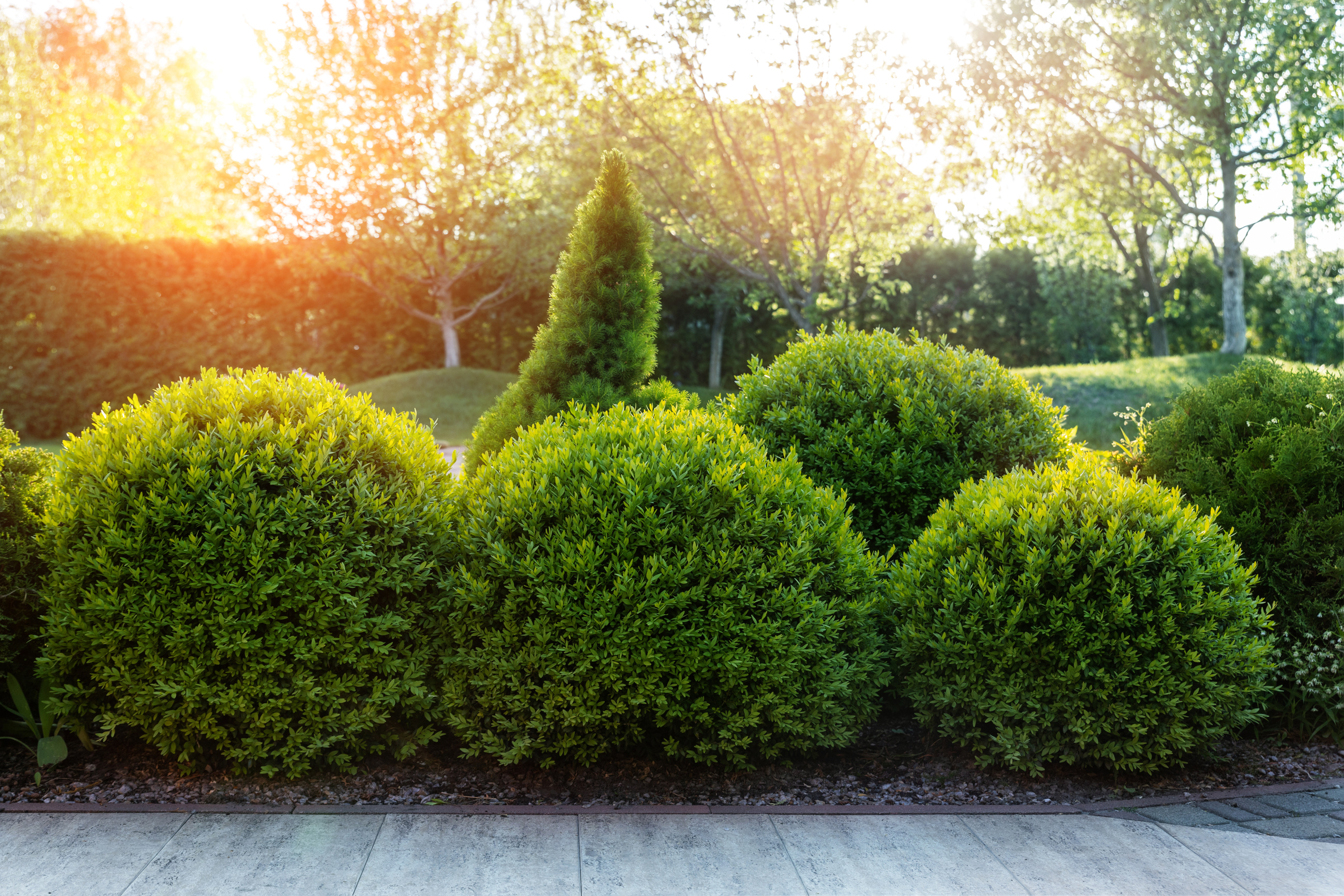 Boxwood shrubs