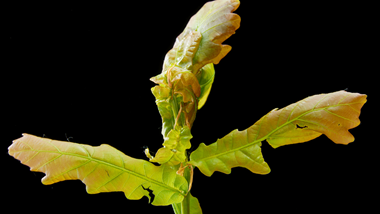 Oak Mite