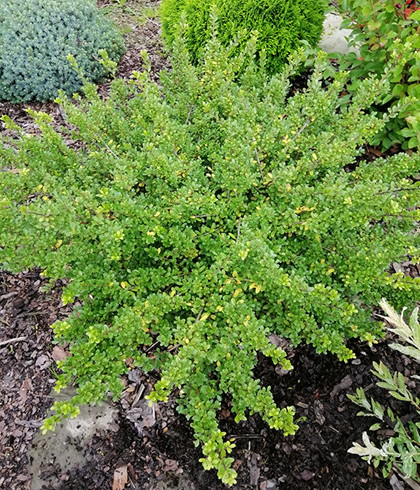 Japanese Holly Varieties