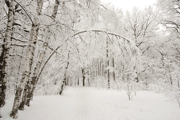 Frozen Tree Branches
