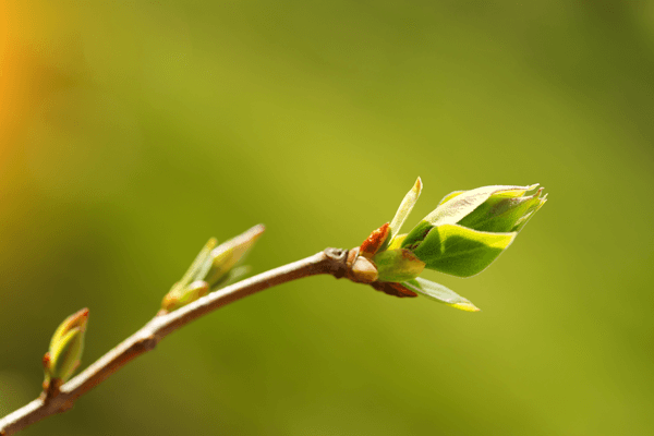 Tree Not Leafing Out