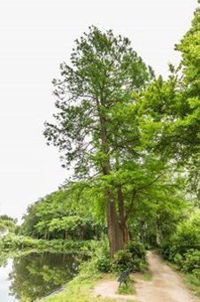 Dawn Redwood Fast Growing Tree Davey Tree