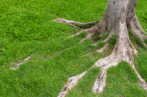 Exposed Tree Roots Resized