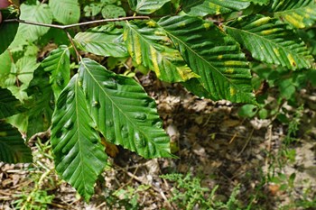 Beech Leaf Disease