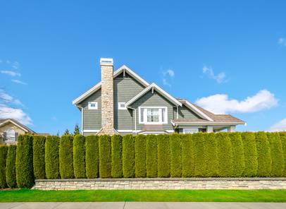 Fast Growing Trees And Shrubs For Privacy Screen In Front Of House Davey Tree