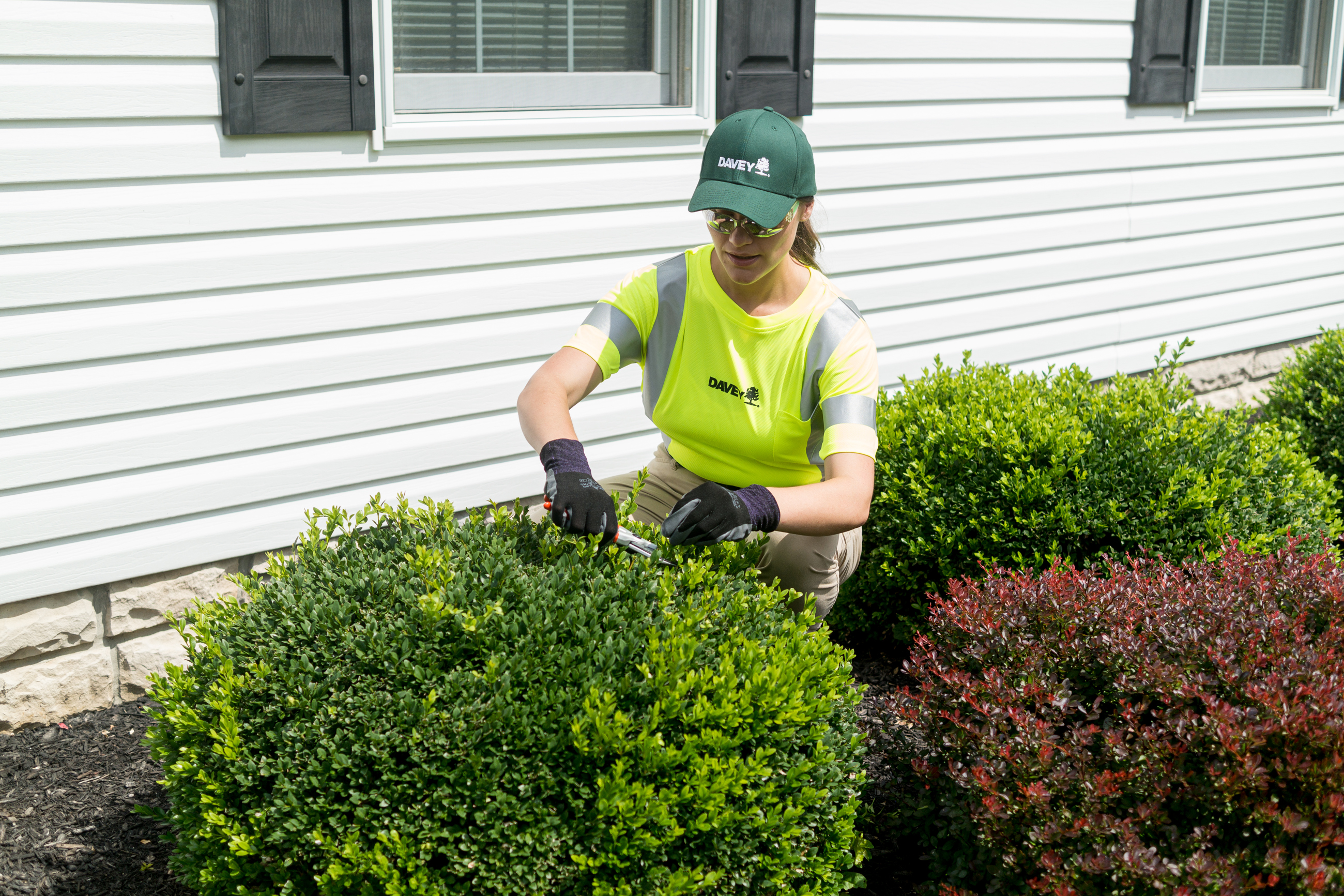 Shrub Pruning