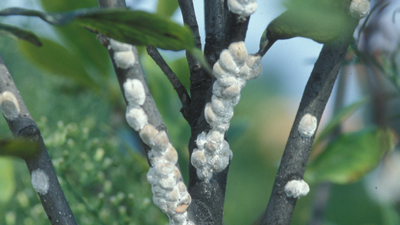 Magnolia Scale Adults