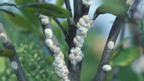 Magnolia Scale Adults